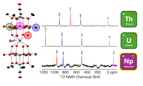 Venturing past uranium: Synthesis of a Np(IV) polyoxomolybdate-alkoxide sandwich complex