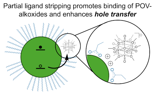 Modulating hole transfer from CdSe quantum dots by manipulating surface ligand density