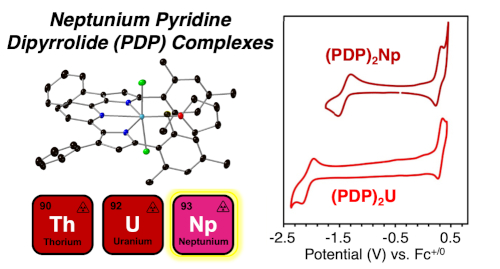 Neptunium pyridine dipyrrolide complexes