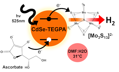 Amphiphilic, phosphonic acid-capped cadmium selenide quantum dots sensitize a thiomolybdate catalyst for hydrogen production