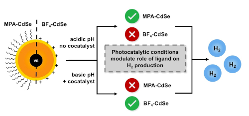 Consequences of ligand removal from CdSe quantum dots on photocatalytic H2 production