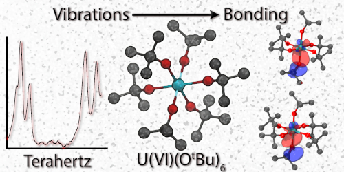 Terahertz dynamics at the actinide frontier: linking low-frequency vibrations, electronic structure, and bonding in molecular uranium complexes