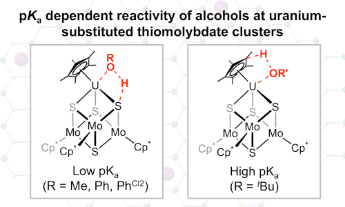 pKa of alcohols dictate their reactivity with reduced uranium-substituted thiomolybdate clusters