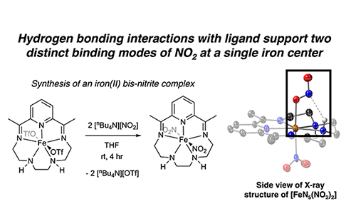 Hydrogen bonding promotes diversity in nitrite coordination modes at a single iron(II) center