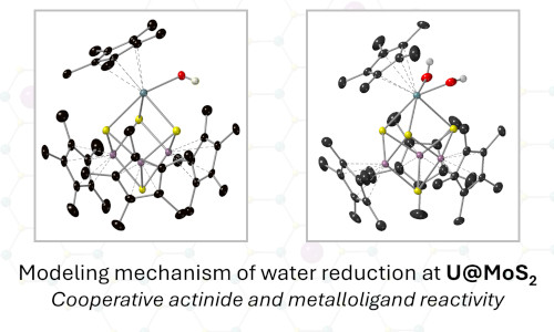 Molecular models of atomically dispersed uranium at MoS2 surfaces reveal cooperative mechanism of water reduction